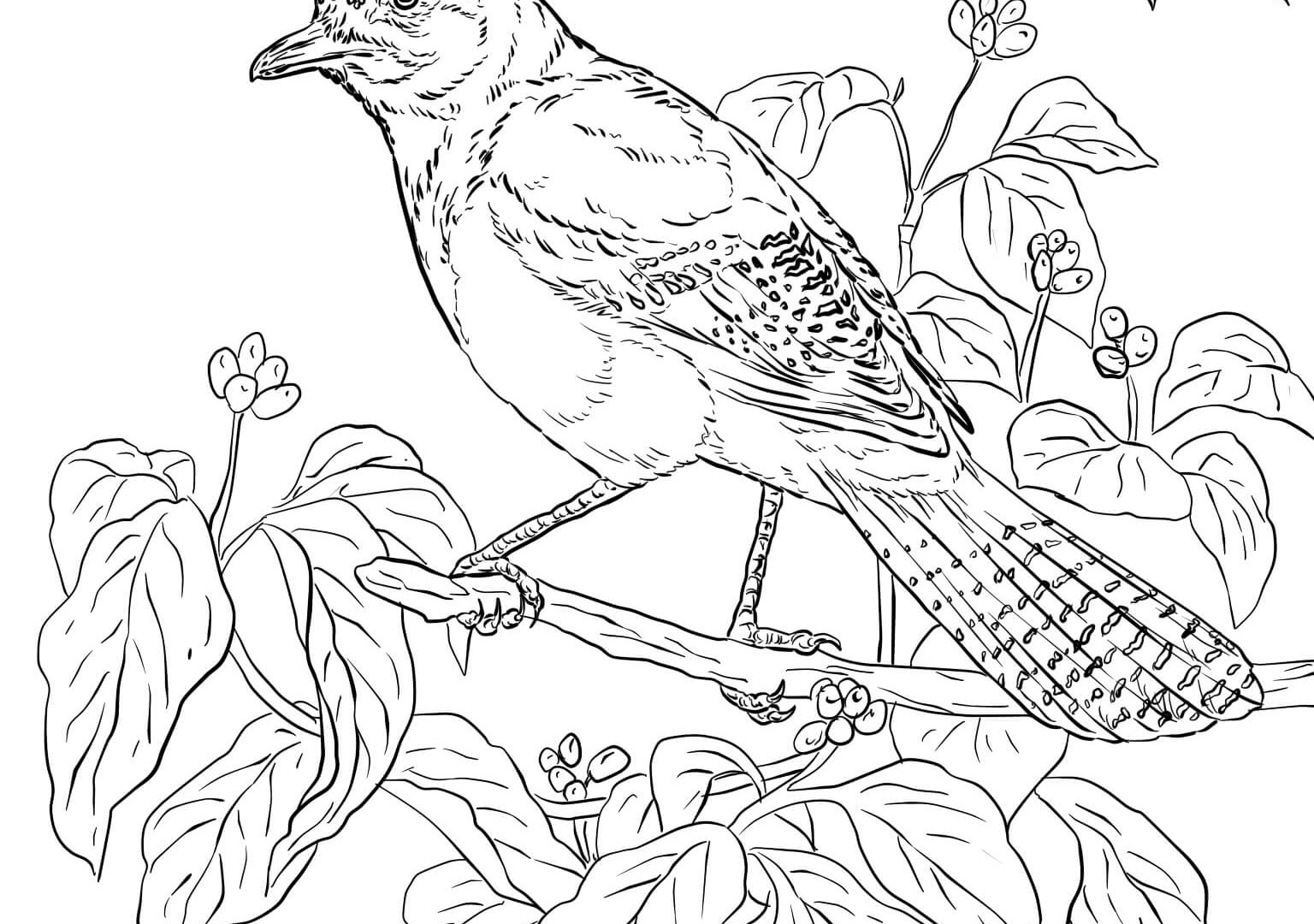 Blue Jay Coloring Page at GetDrawings | Free download
