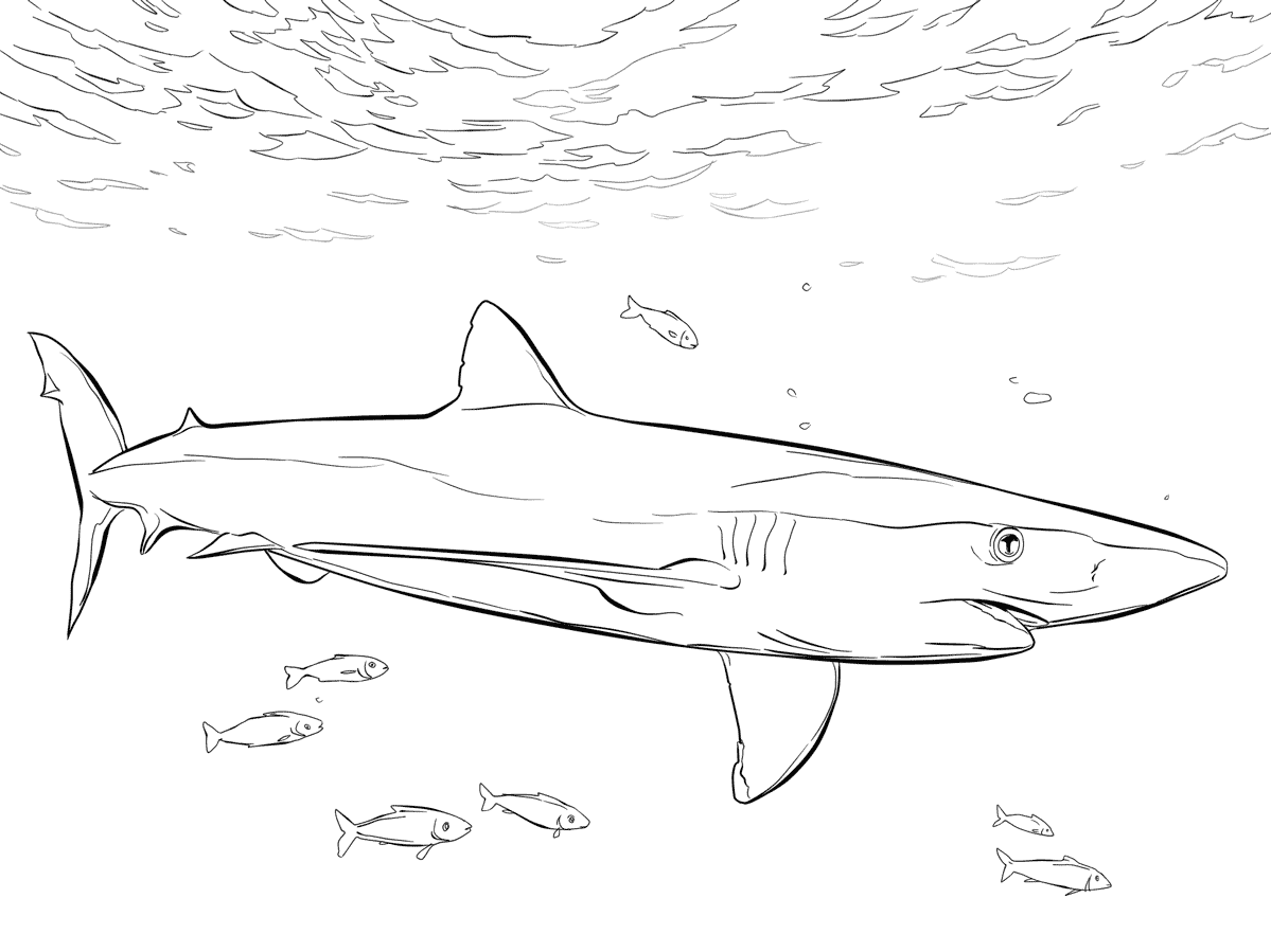 Blue shark coloring pages