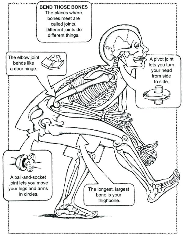 Body Systems Coloring Pages At Getdrawings Free Download