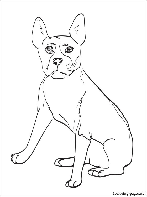 Boston Terrier Coloring Pages at GetDrawings Free download