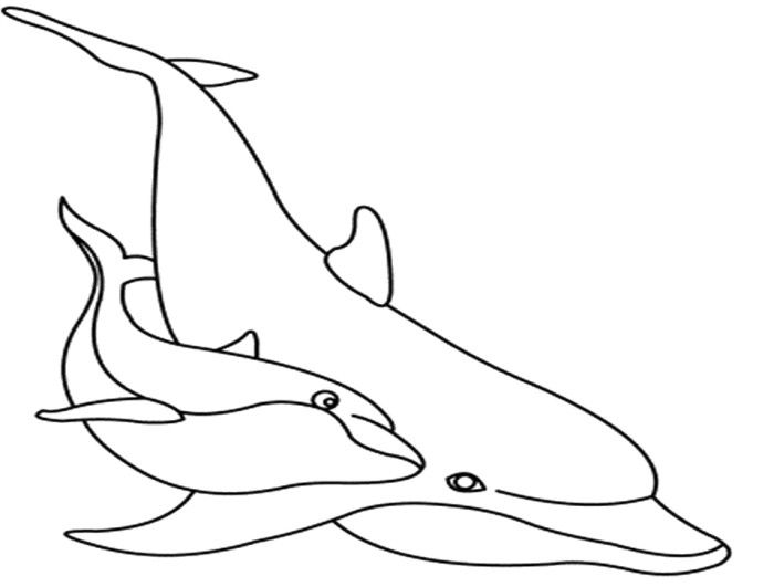 Bottlenose Dolphin Coloring Page At Getdrawings Free Download