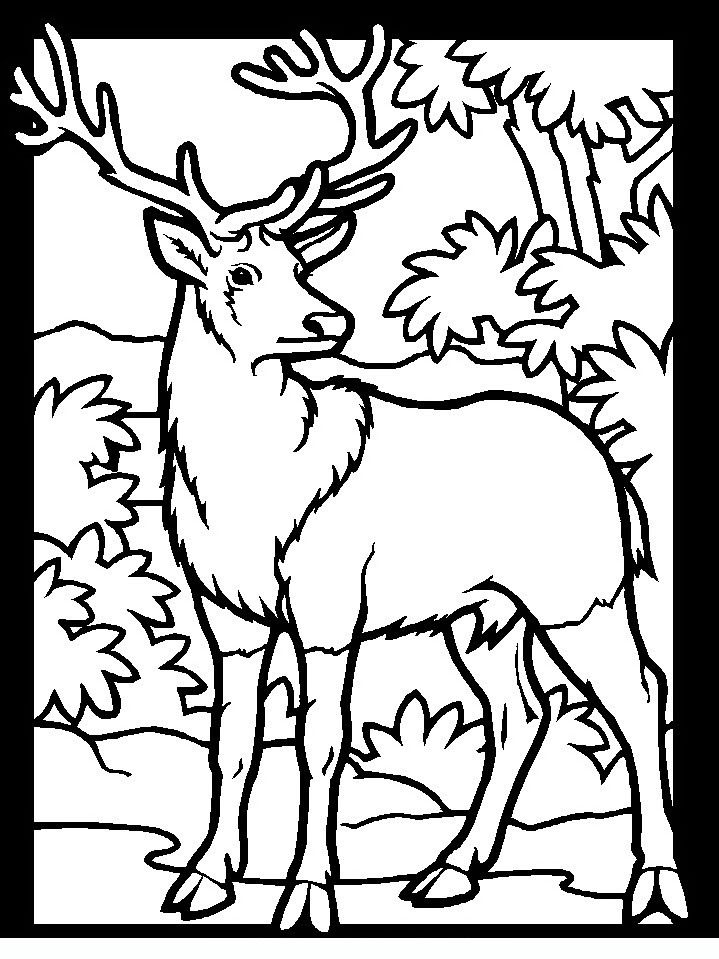 Free Hunting Coloring Pages at GetDrawings Free download