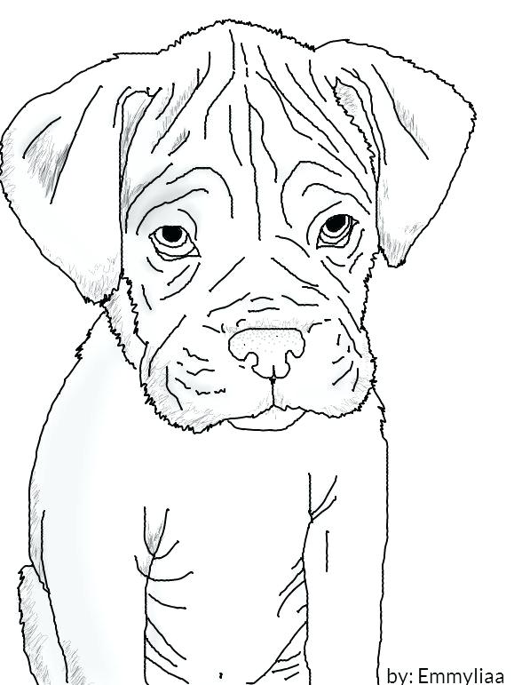 Boxer Puppy Coloring Pages At GetDrawings Free Download