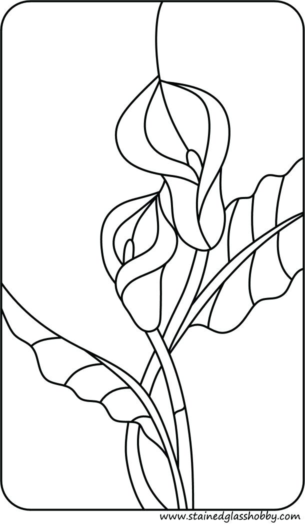 calla-lily-coloring-pages-at-getdrawings-free-download