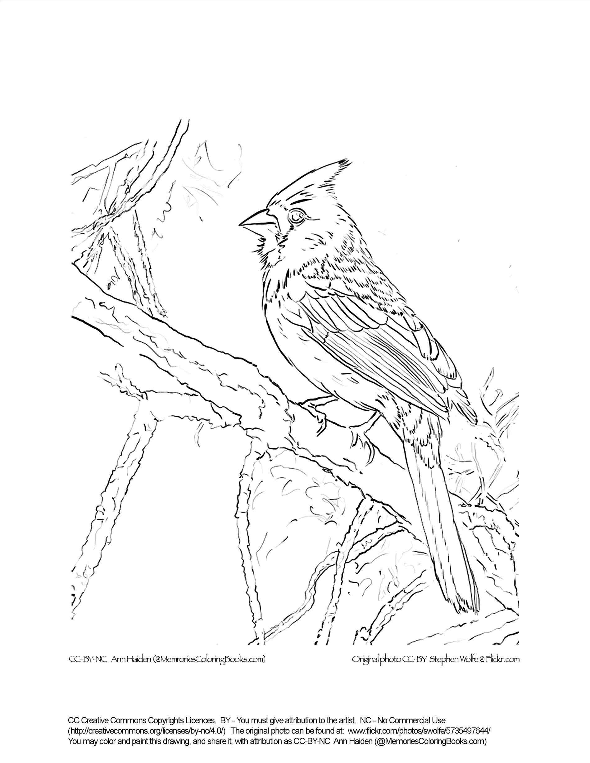 Cardinal Coloring Pages Printable At GetDrawings Free Download