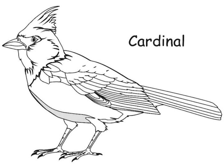 Cardinal Coloring Pages Printable At GetDrawings Free Download