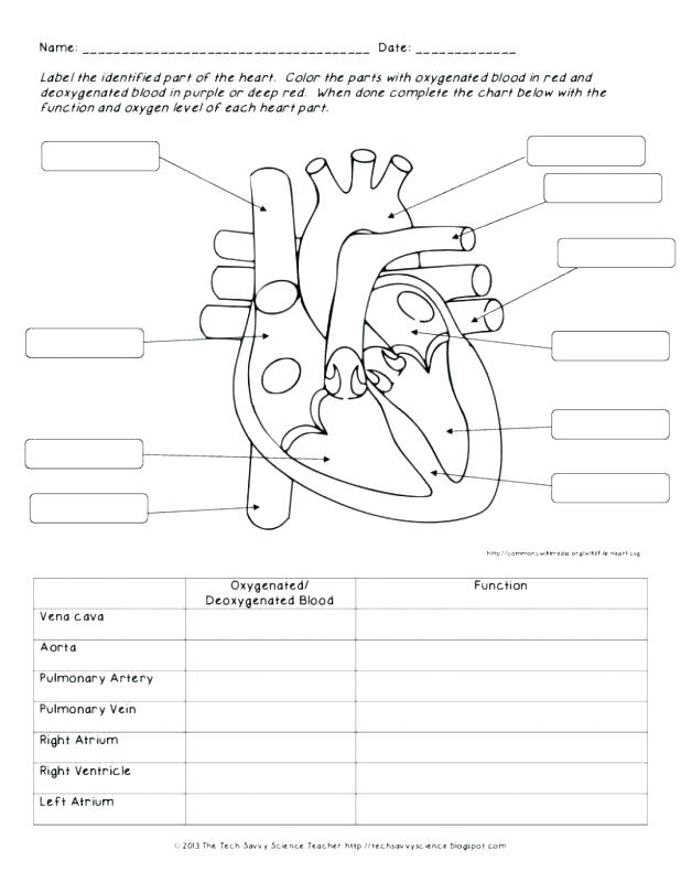 cardiovascular system worksheet pdf