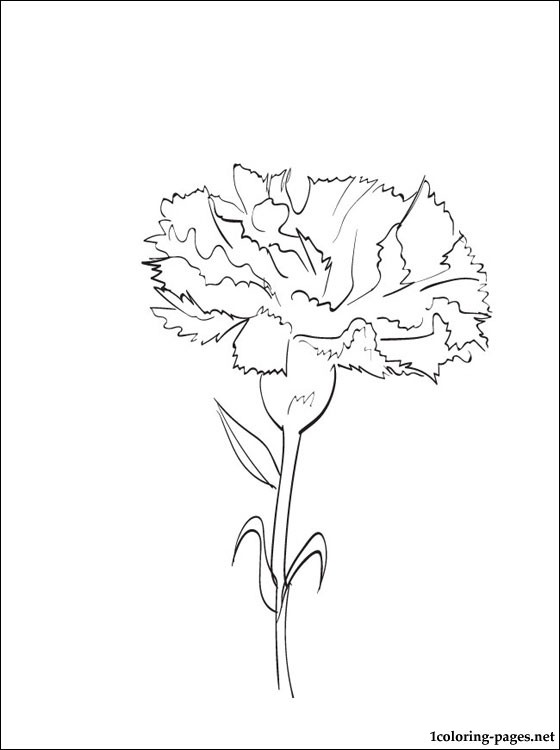 Carnation Flower Coloring Pages At Getdrawings Free Download