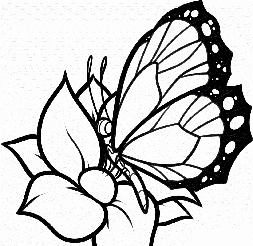 Cartoon Butterfly Coloring Pages At Getdrawings | Free Download