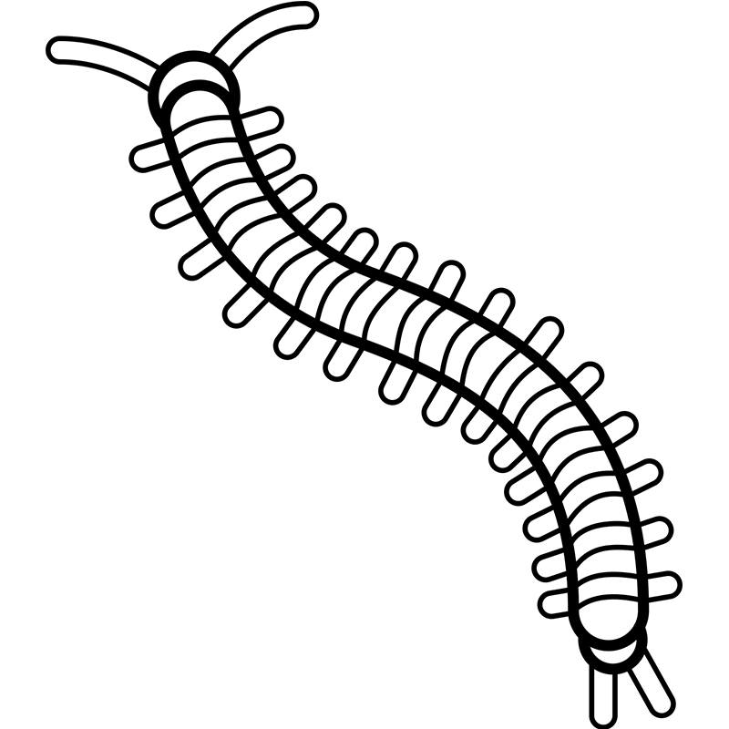 Centipede Coloring Page at GetDrawings Free download