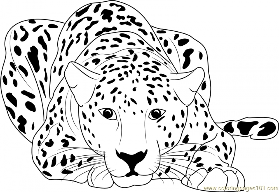 Baby Cheetah Coloring Pages at GetDrawings | Free download