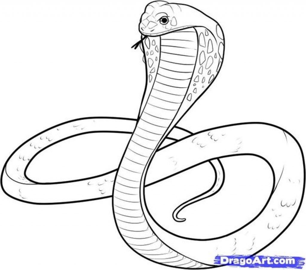 Spitting Cobra Coloring Pages / spitting cobra coloring pages