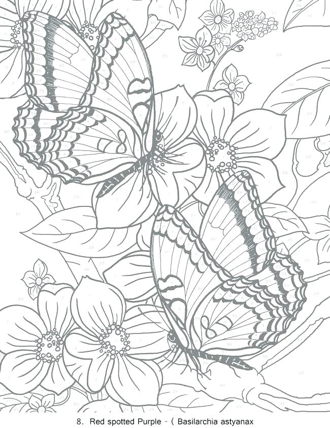 Color By Number Coloring Pages For Adults At GetDrawings Free Download