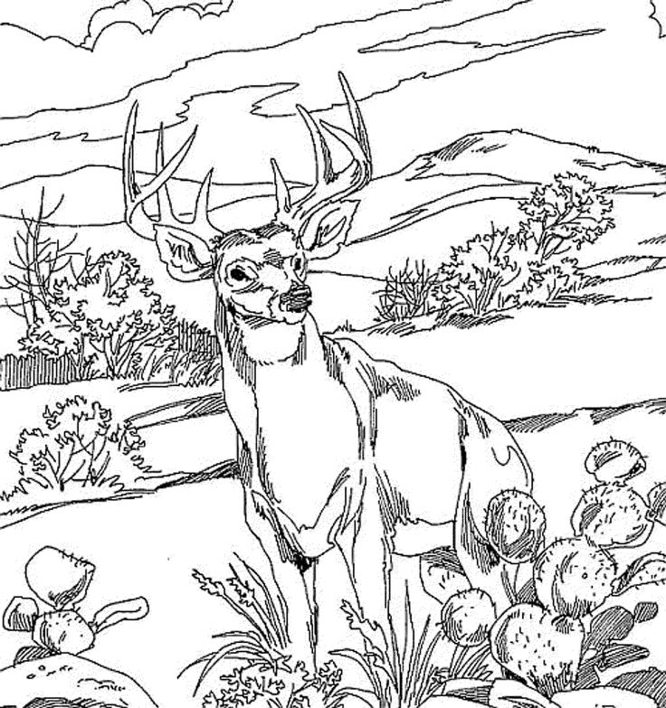 Coloring Pages Hard Animals at GetDrawings | Free download