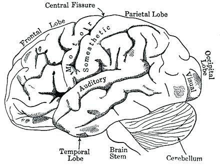 Coloring Pages Of A Brain at GetDrawings | Free download