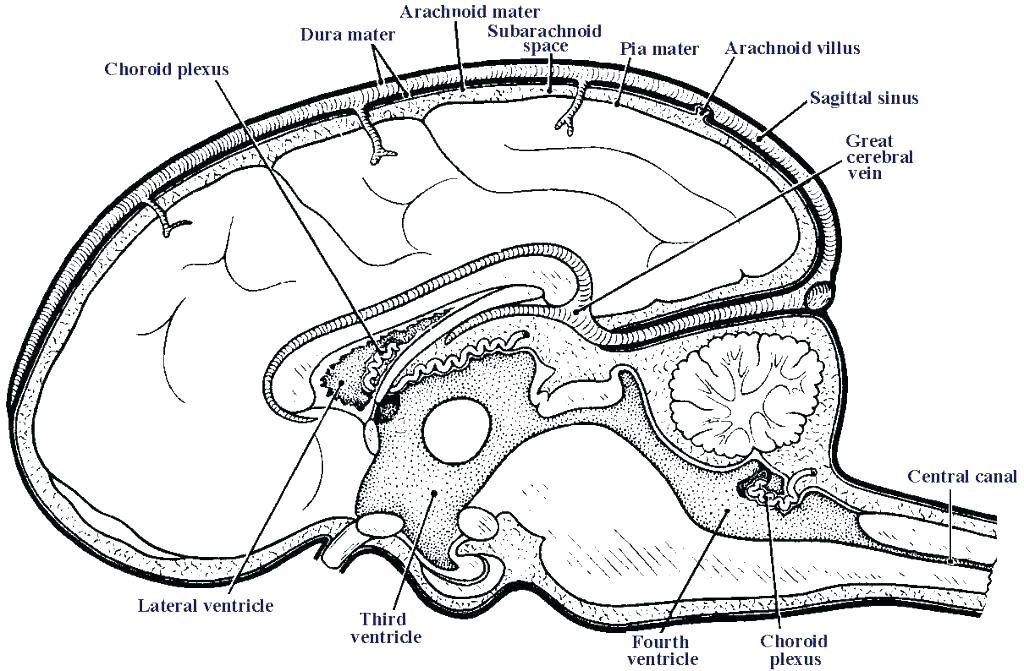 The Sheep Brain: A Basic Guide.pdf