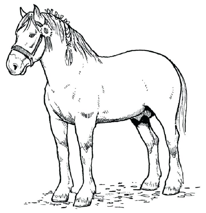 Coloring Pages Of Realistic Horses at GetDrawings | Free download