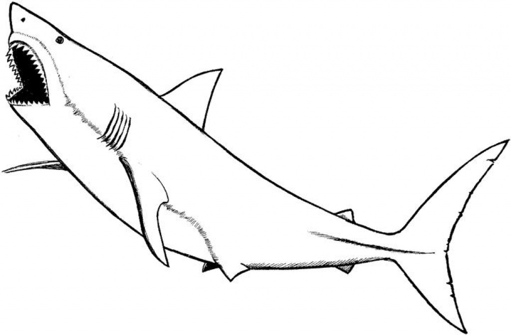 1024x672 Nonsensical Shark Coloring Pages Coloring Pages Of Sharks.