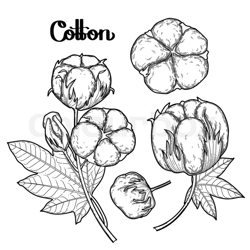 Crops Coloring Pages At GetDrawings Free Download