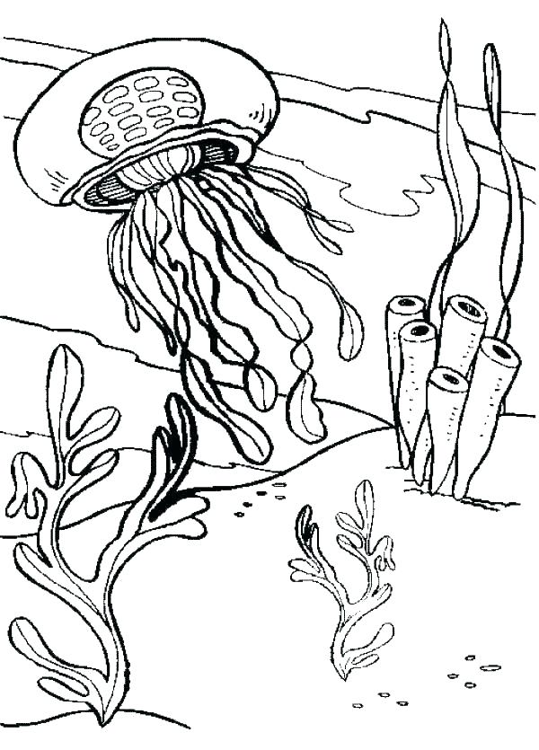 The best free Jellyfish coloring page images. Download from 245 free