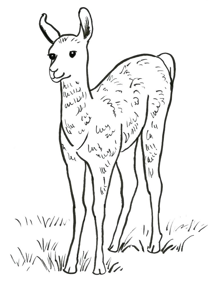 Cute Llama Coloring Pages at GetDrawings | Free download