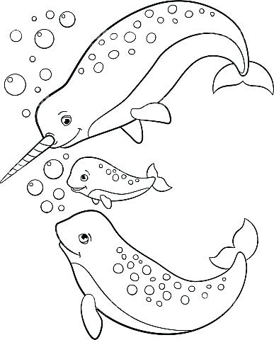 Cute Narwhal Coloring Pages at GetDrawings | Free download