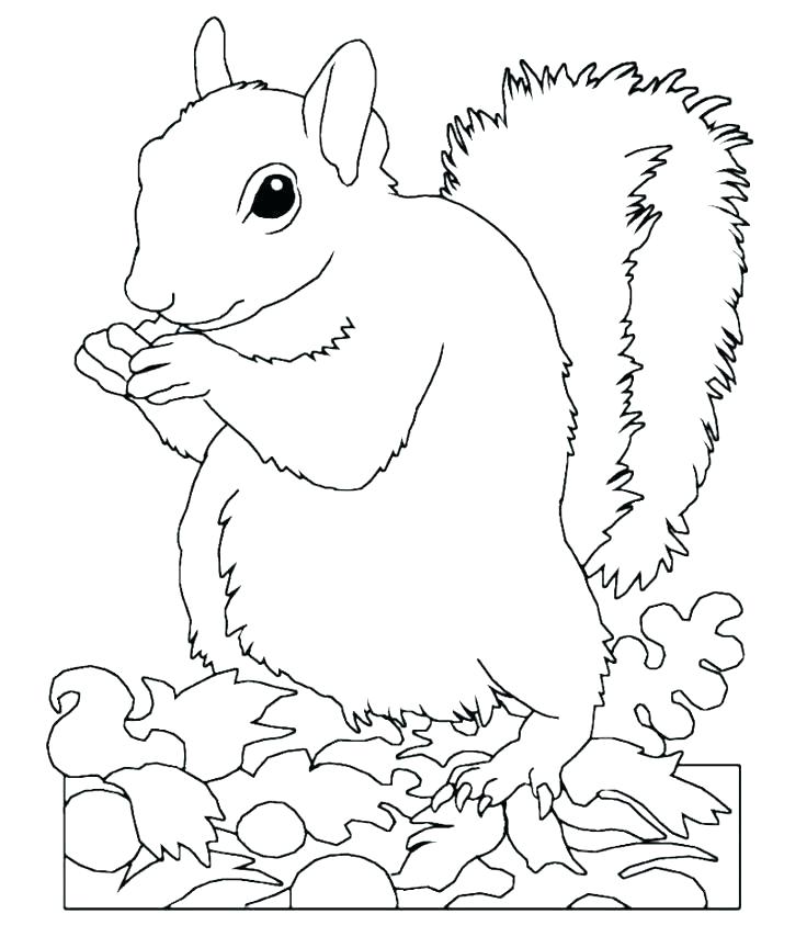 Cute Squirrel Coloring Pages at GetDrawings | Free download