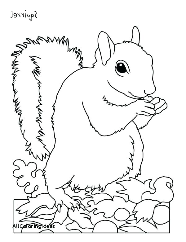 Cute Squirrel Coloring Pages at GetDrawings | Free download