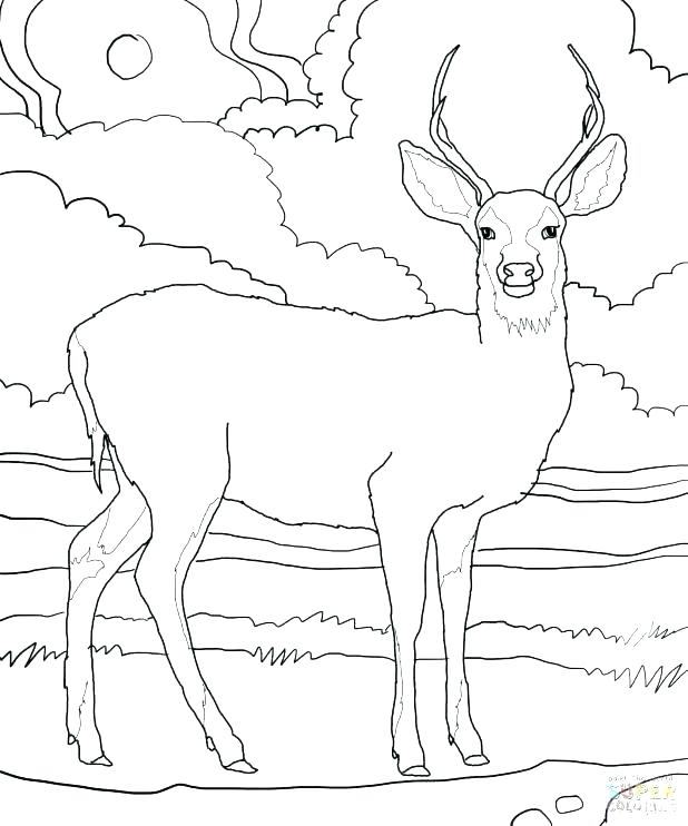 Deer Antler Coloring Pages at GetDrawings | Free download