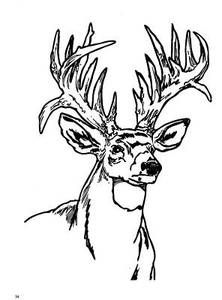 Deer Head Silhouette Template at GetDrawings | Free download
