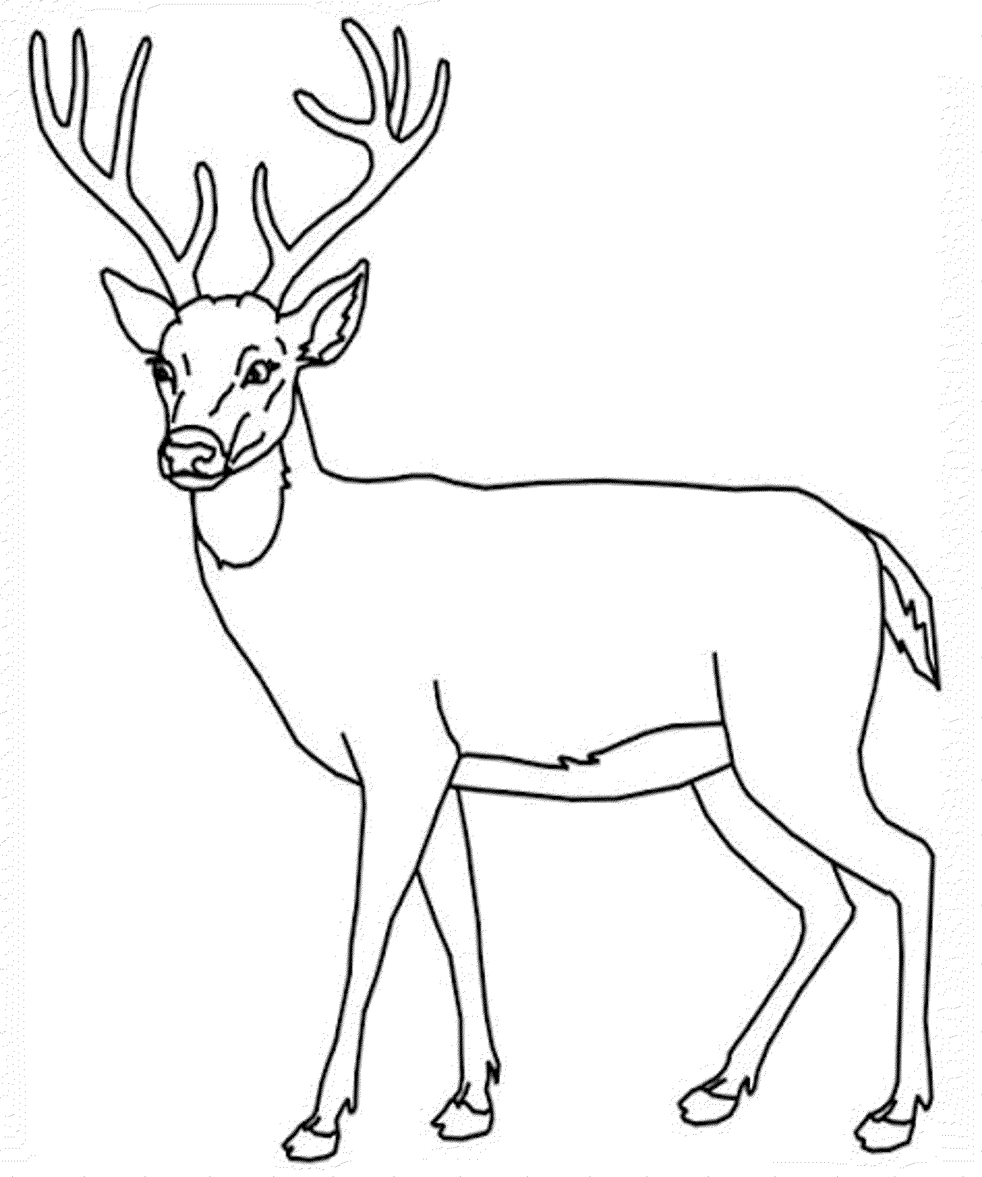 Free coloring page deer