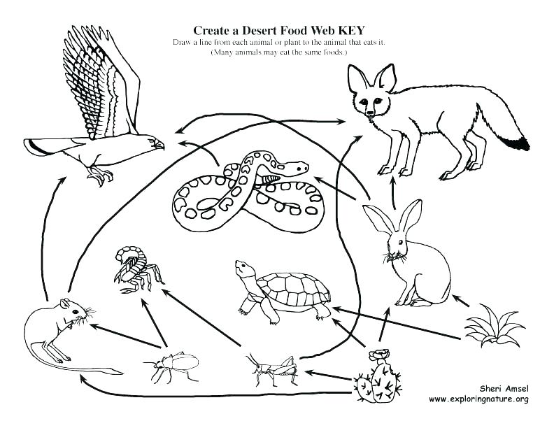 Desert Coloring Pages For Kids At Getdrawings Free Download