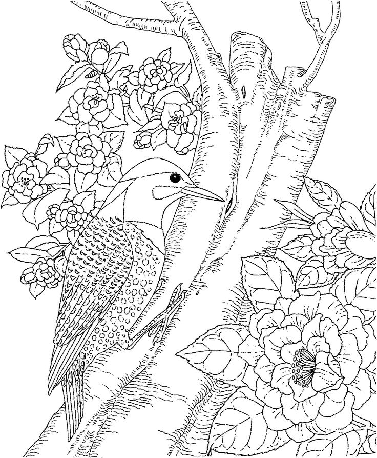 Detailed Bird Coloring Pages at GetDrawings | Free download