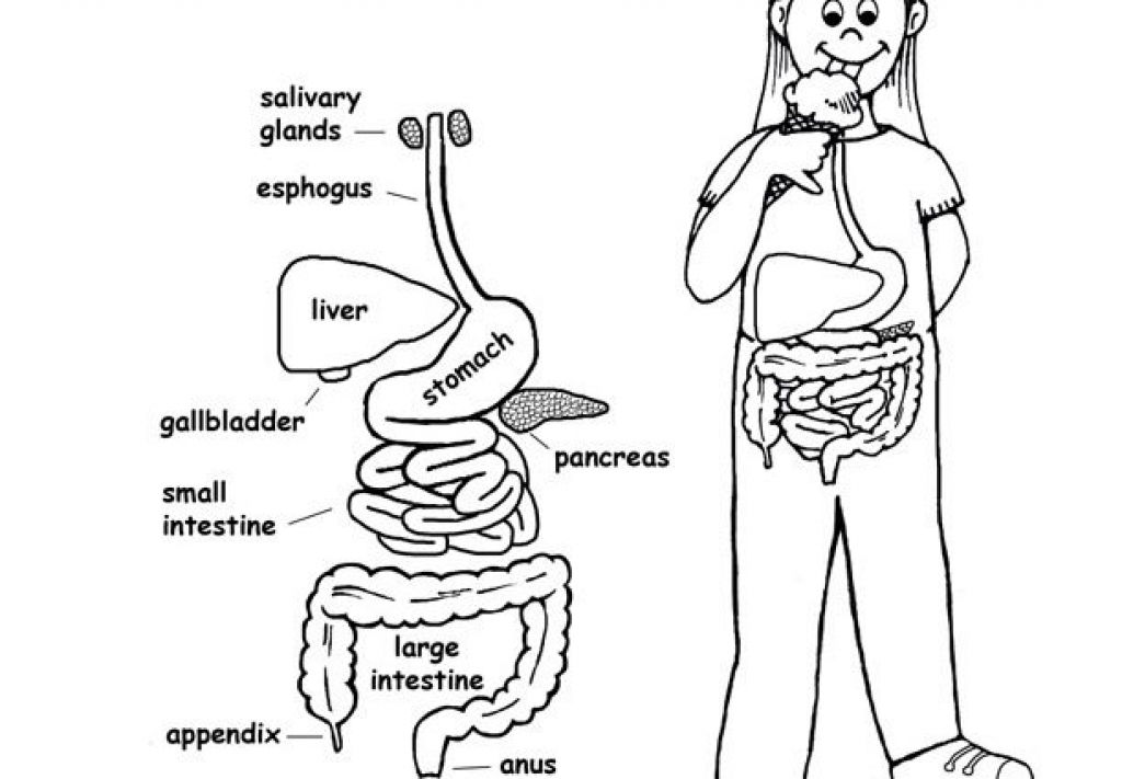 Digestive System Coloring Page At Getdrawings Free Download