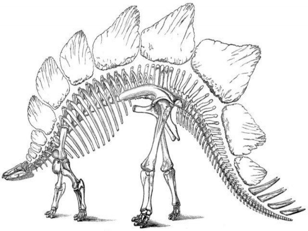 Dinosaur Skeleton Coloring Pages at GetDrawings | Free download