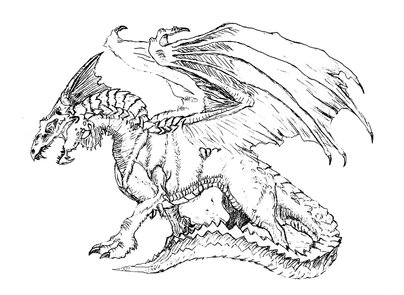 1585x1159 Dragon Face Coloring Pages Adult Amazing Hard Of Dragons.