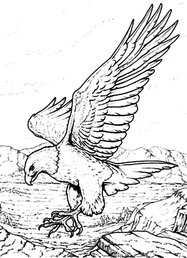 Eagle Printable Coloring Pages at GetDrawings | Free download