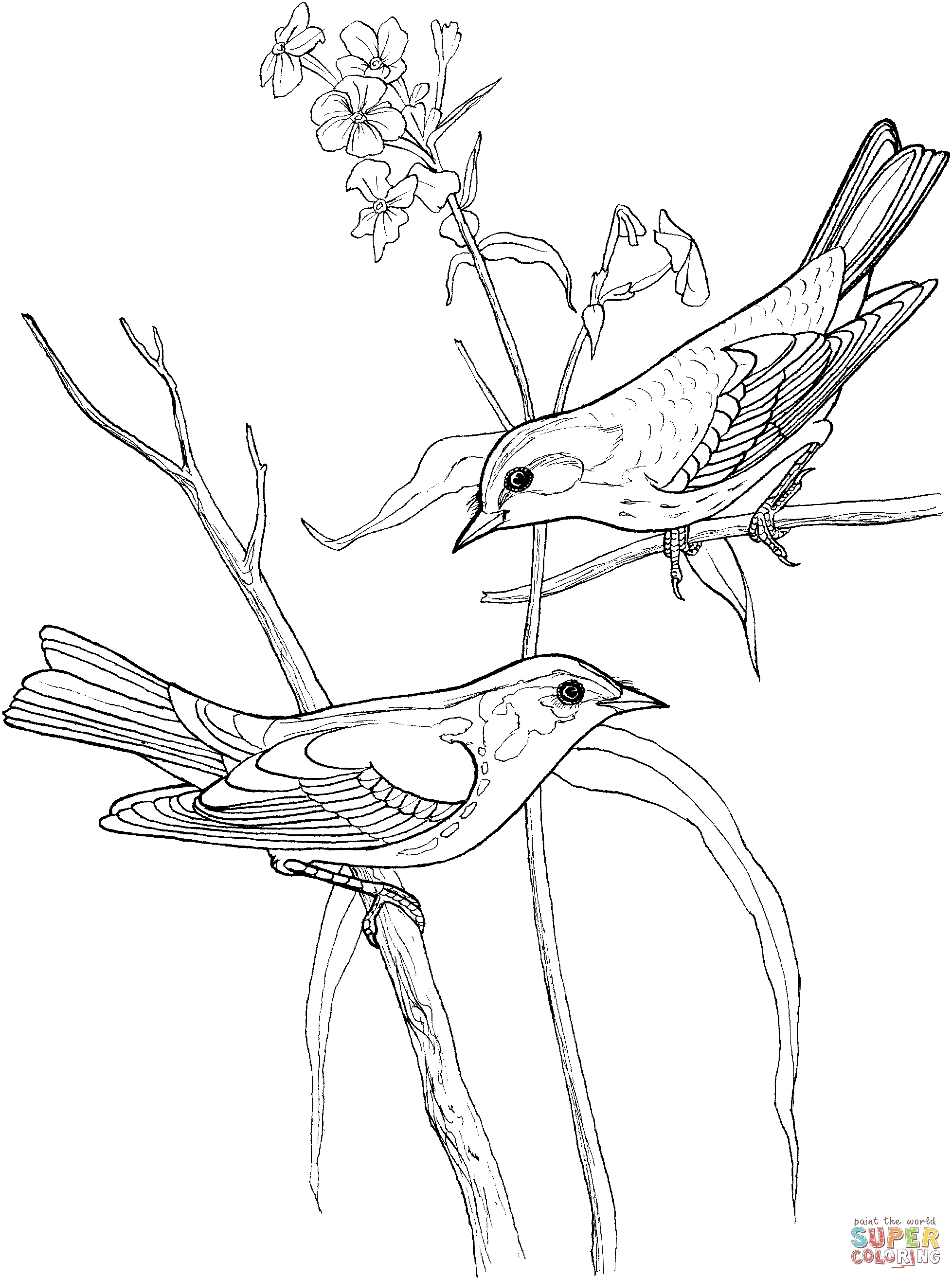 Певчие птицы раскраска