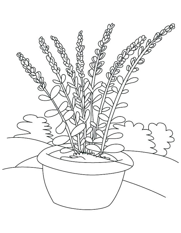 Flower In A Pot Coloring Page at GetDrawings | Free download