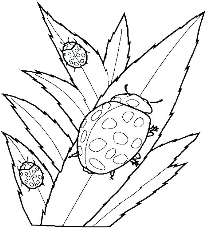 Flying Squirrel Coloring Page At Getdrawings Free Download 6957