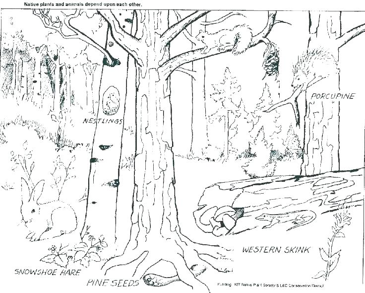 Forest Coloring Pages For Adults at GetDrawings | Free download