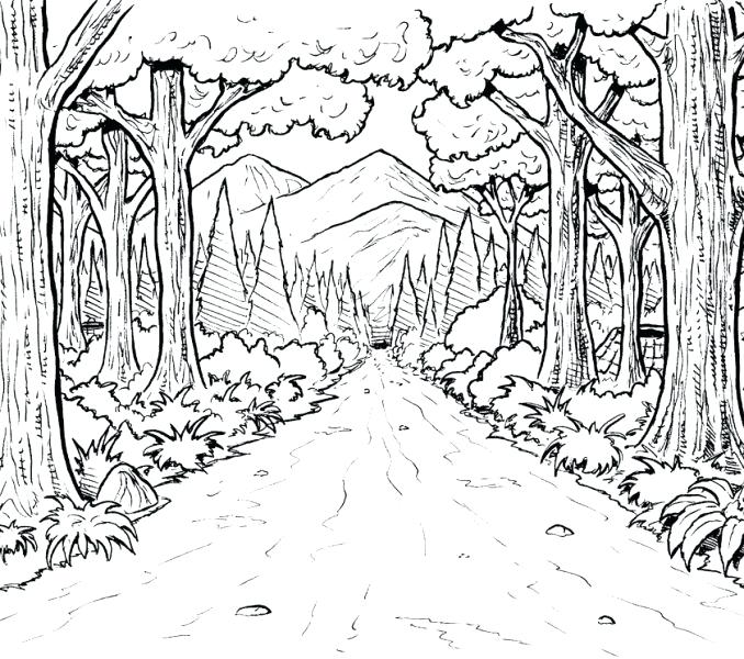 Forest Habitat Coloring Pages at GetDrawings | Free download