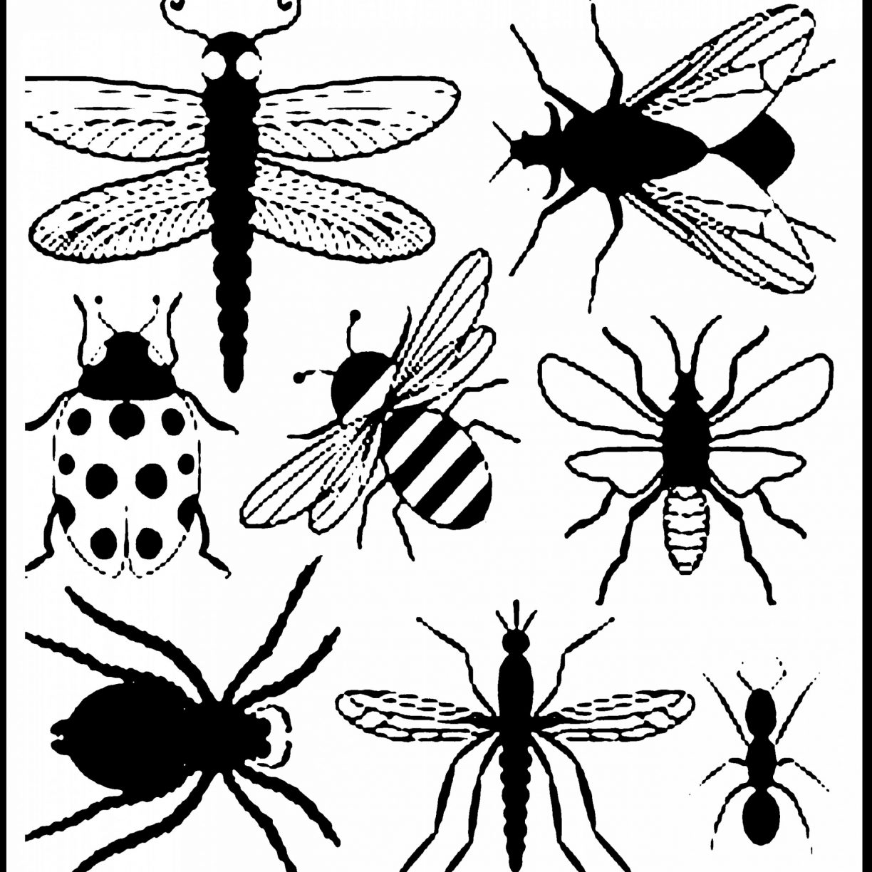 Free Insect Coloring Pages At GetDrawings | Free Download