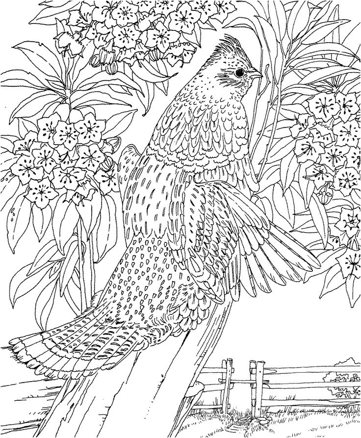 Free Landscape Coloring Pages at GetDrawings Free download