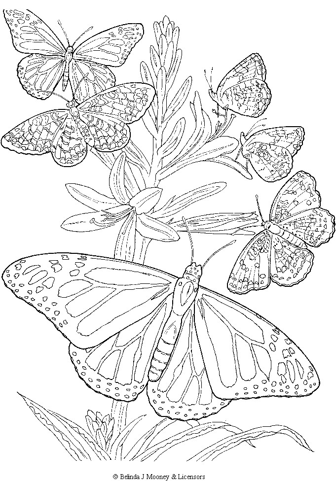 Free Printable Butterfly Coloring Pages For Adults at GetDrawings
