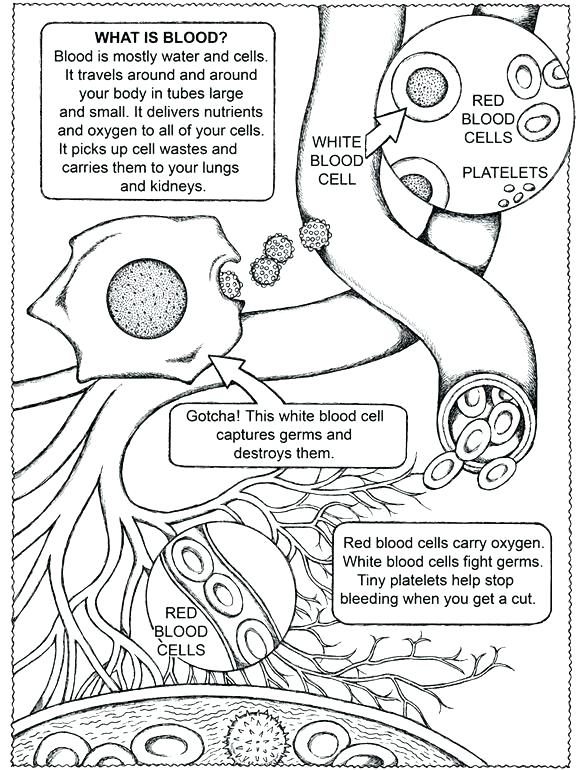 Free Printable Human Anatomy Coloring Pages at GetDrawings | Free download