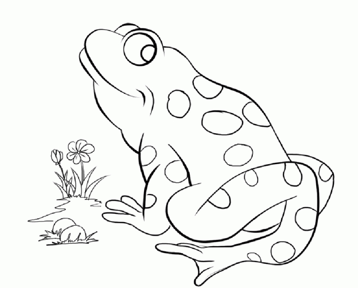 Frog Coloring Pages For Preschoolers At Getdrawings 