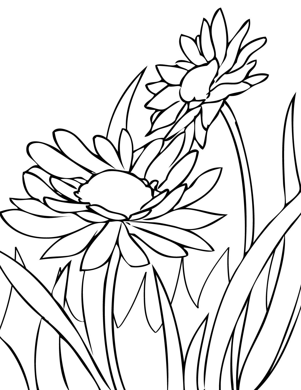 Gerber Daisy Coloring Pages At Getdrawings Free Download