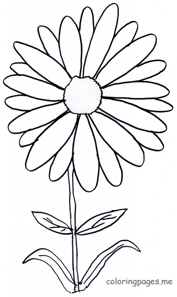 Gerbera Daisy Coloring Pages At Getdrawings Free Download