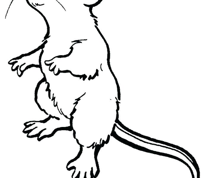 Gerbil Coloring Pages at GetDrawings | Free download